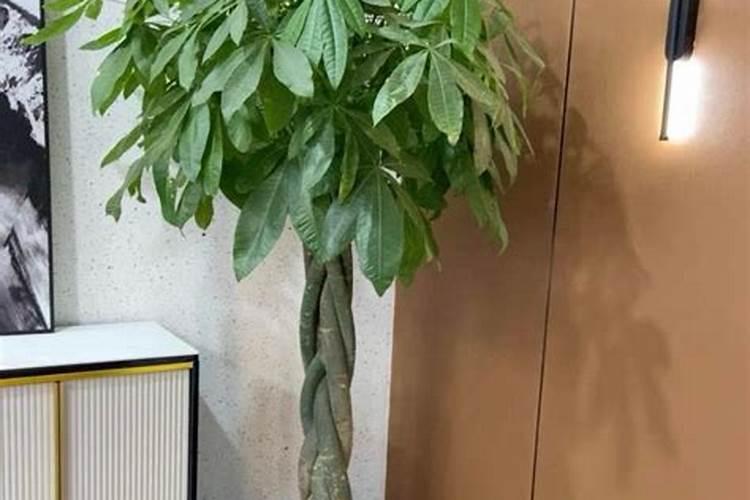 发财树如何施肥