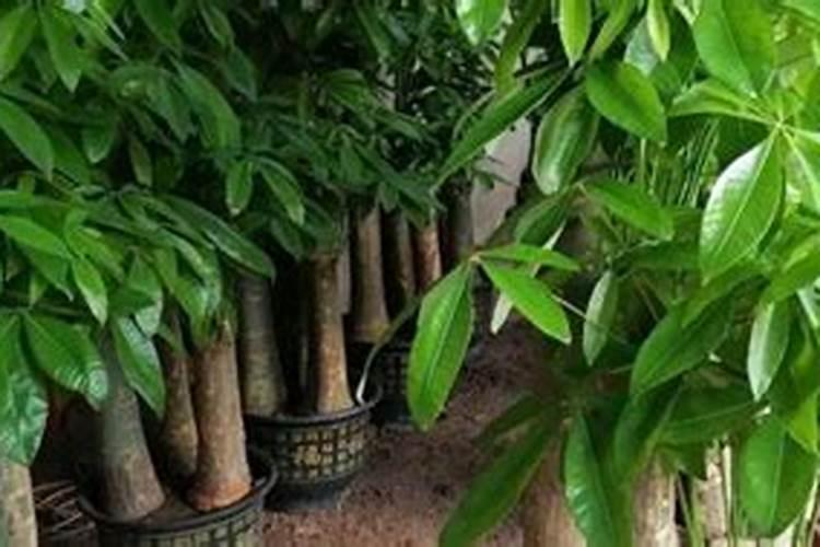 发财树能喷磷酸二氢钾叶面肥吗