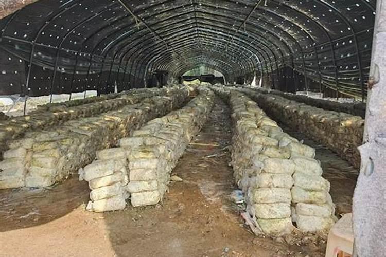 谁有详细的黑木耳种植技术.越详细越好