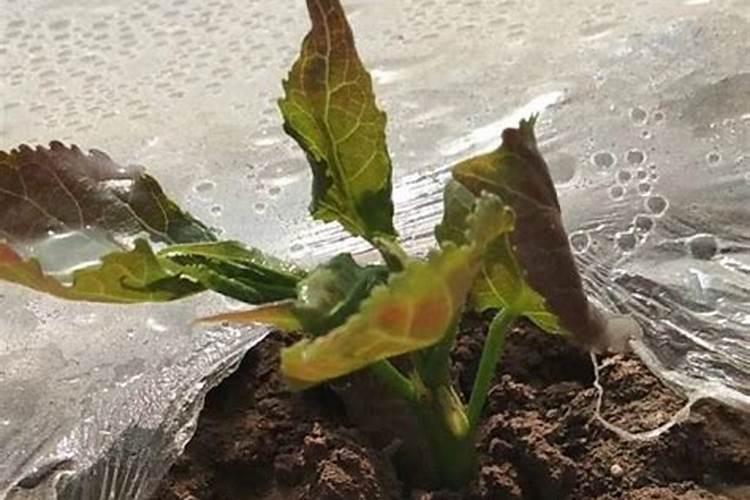 万菌清能防治胡麻死苗吗？