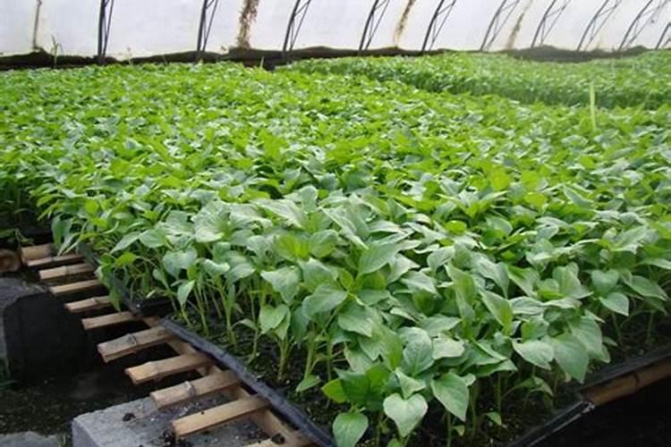 辣椒苗床期用什么肥料壮苗长得快