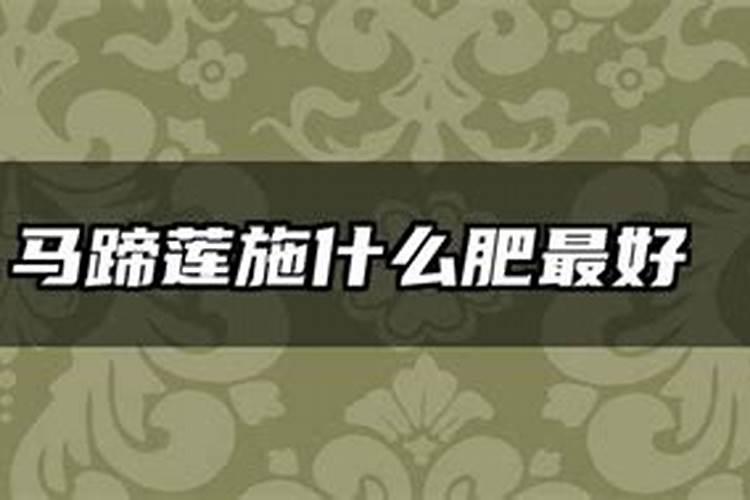 冬茶是什么茶