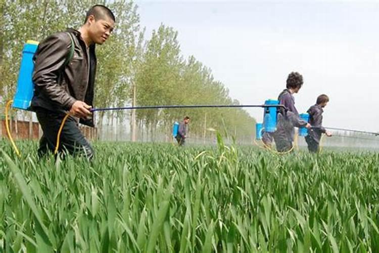 苹果树幼果期能喷施磷酸二氢钾吗？