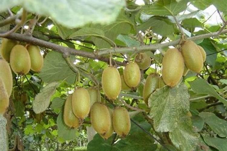 猕猴桃膨大期如何施肥？