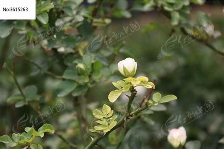 月季花有花骨朵但是不开是什么原因