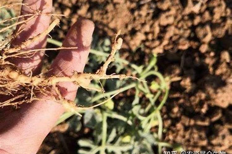 花生根结线虫病怎么有效的防治？