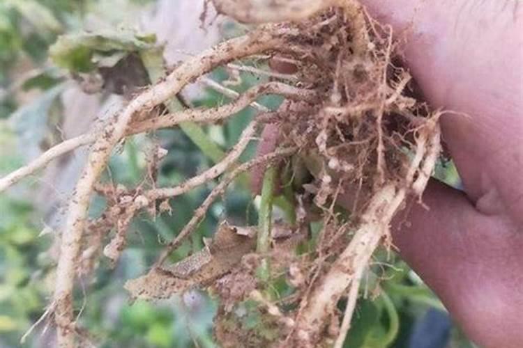 甲拌磷能杀死根线虫吗