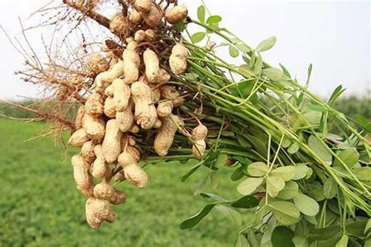 花生根结线虫病有什么特点？该如何防治？