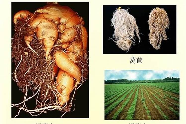 根结线虫危害症状？主要危害的作物有哪些？根线虫用什么药能杀死百度...