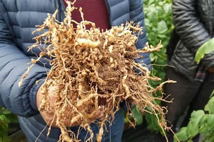 花生根结线虫病防治方法