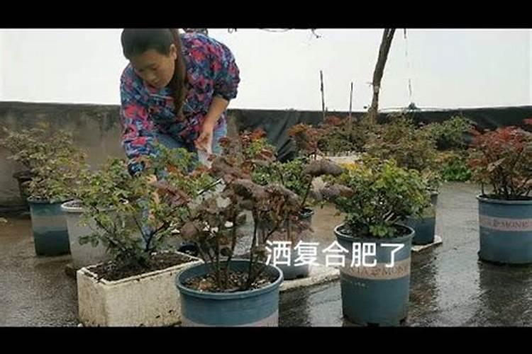 复合肥下雨前施肥好吗