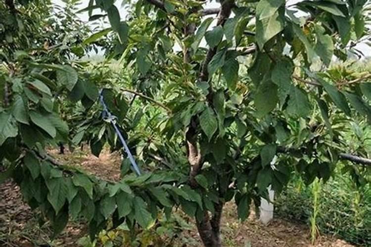 李子树什么时候喷磷酸二氢钾好