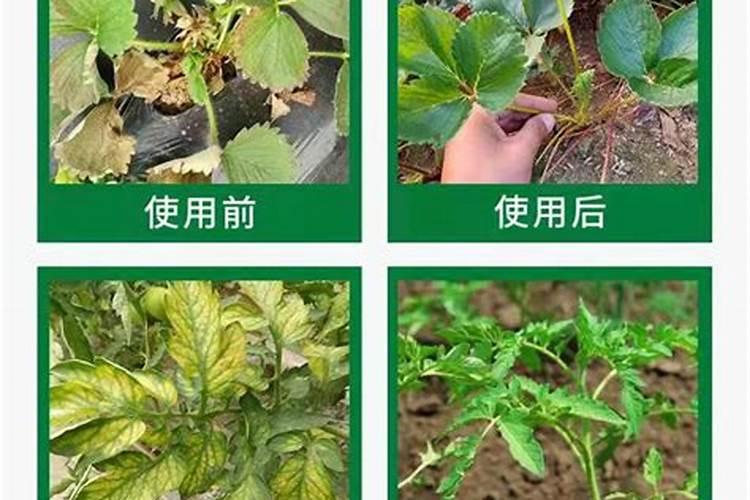 玉米底肥的正确方法