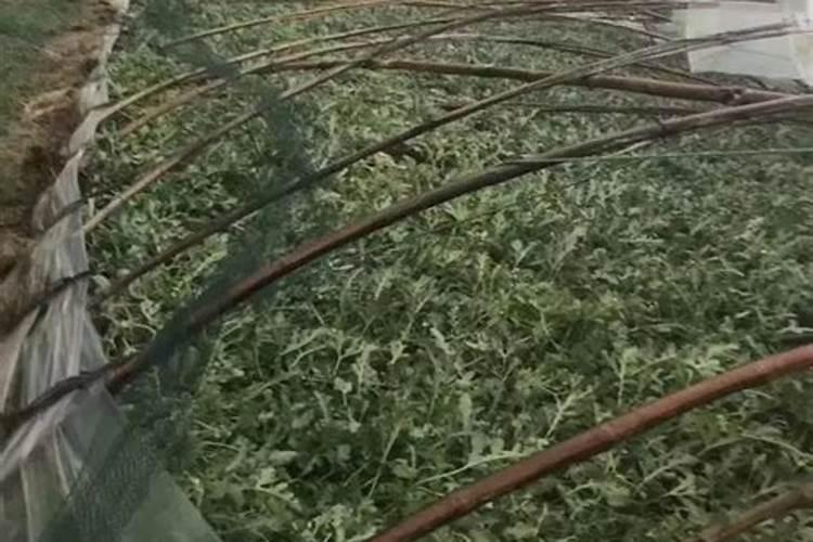 磷是干什么用的？