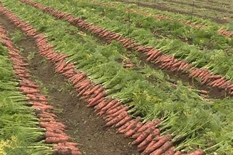 胡萝卜如何施肥最科学 选择什么肥料好