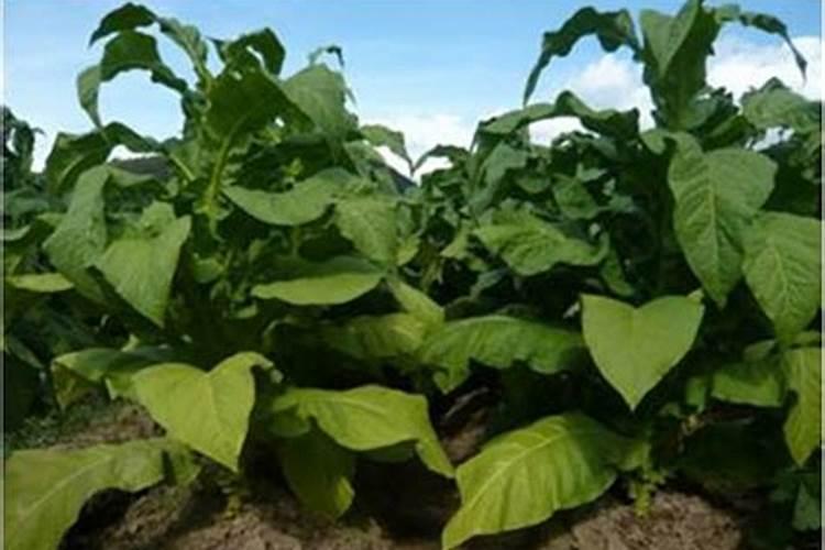 钾肥有哪些 钾肥是什么