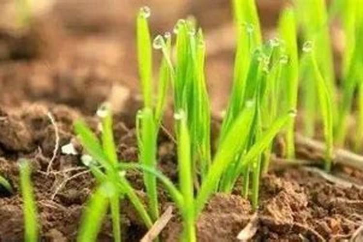 玉米打叶面肥好还是追尿素好