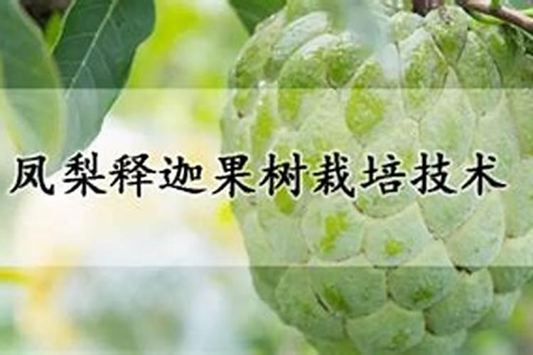广西释迦果树种植方法