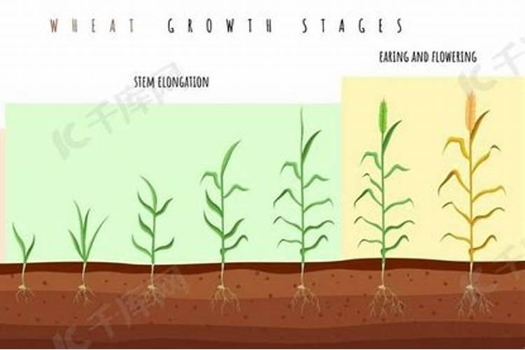 水稻硼肥的作用及使用方法