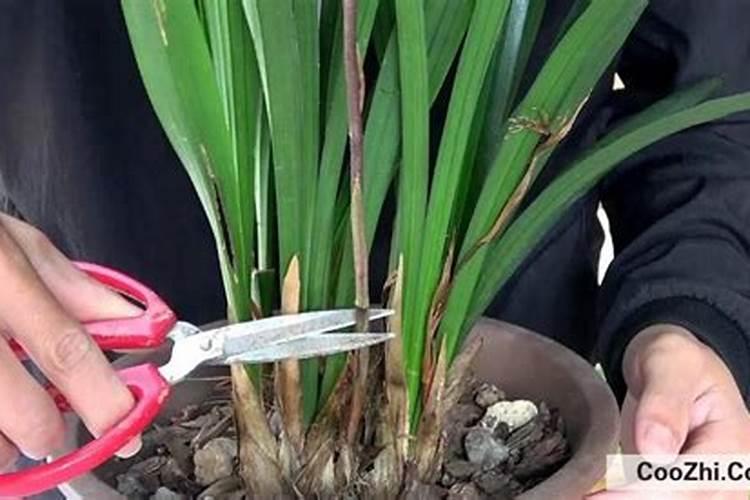 兰花用什么肥可以多开花