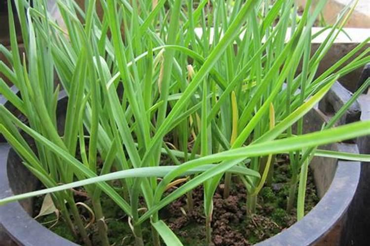 包菜快速包心的方法 包菜快速包心的方式