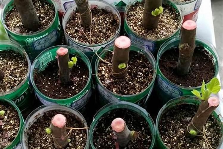 蓝莓树怎么辨别真假？