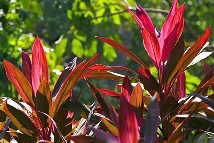 含钾最高的农家肥是什么