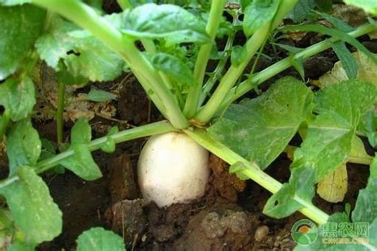 萝卜如何施肥 萝卜施肥时间与方法