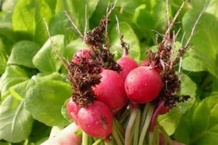 萝卜施肥时间与方法 萝卜如何施肥