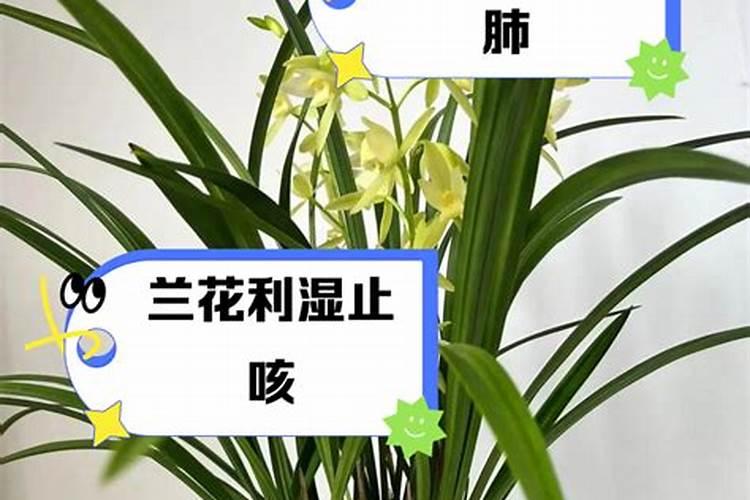 如何养护春兰天山雪莲花