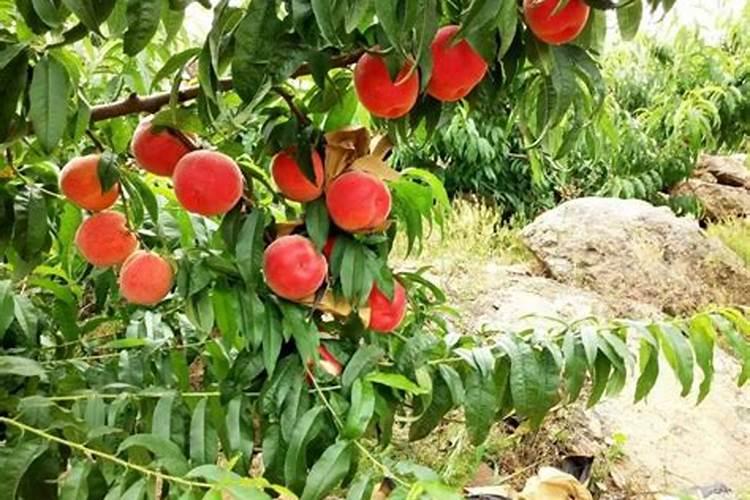 果树这三个追肥时期,再忙也要补充