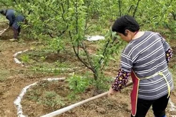 果树什么时间施肥最好
