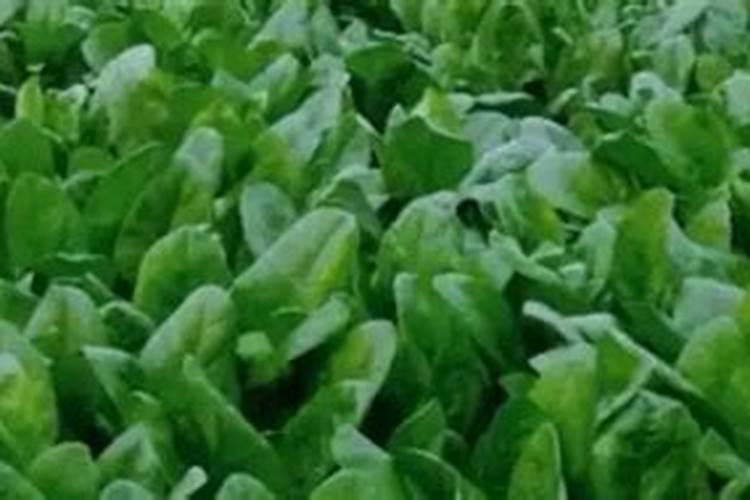 雪梨和白梨一样吗？