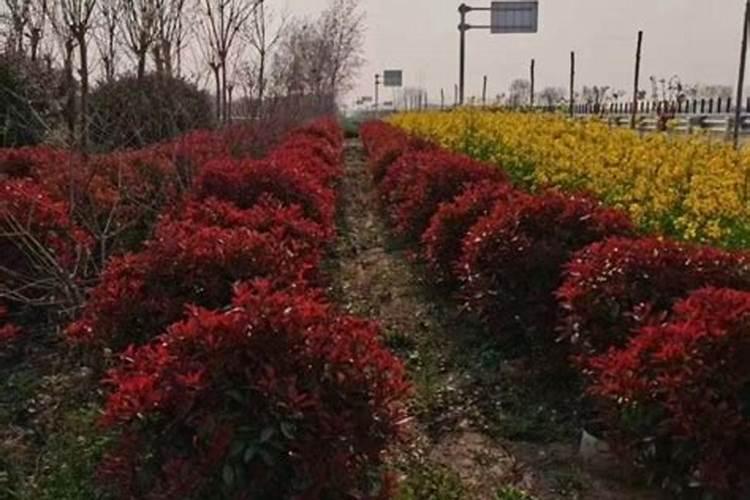 绣球花怎么施肥