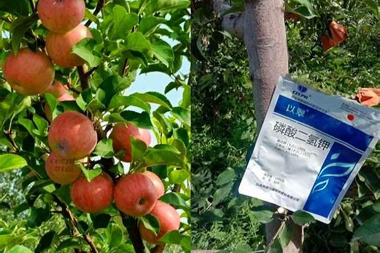 苹果树补钙几月份最好 苹果树补钙时间