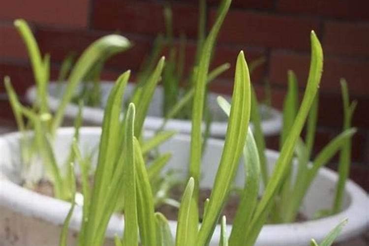 各种蔬菜种植后几天可以施肥