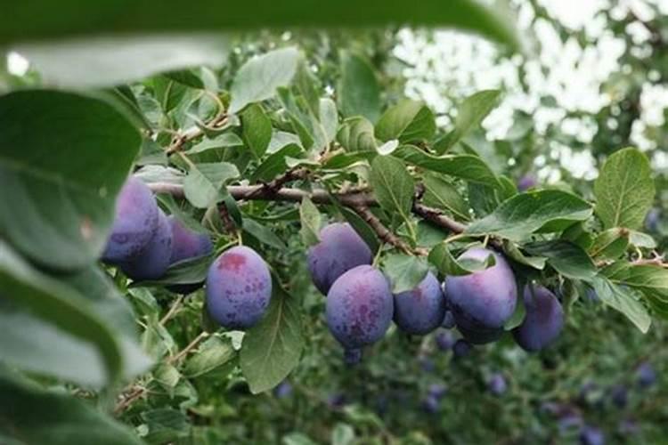 西梅膨果用什么化肥好？施肥是有哪些注意事项？