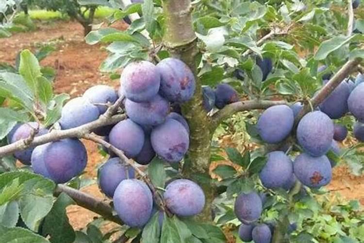 田泽源生产的00一500一600超磷钾液体肥,叶面喷施膨大着色效果怎么样