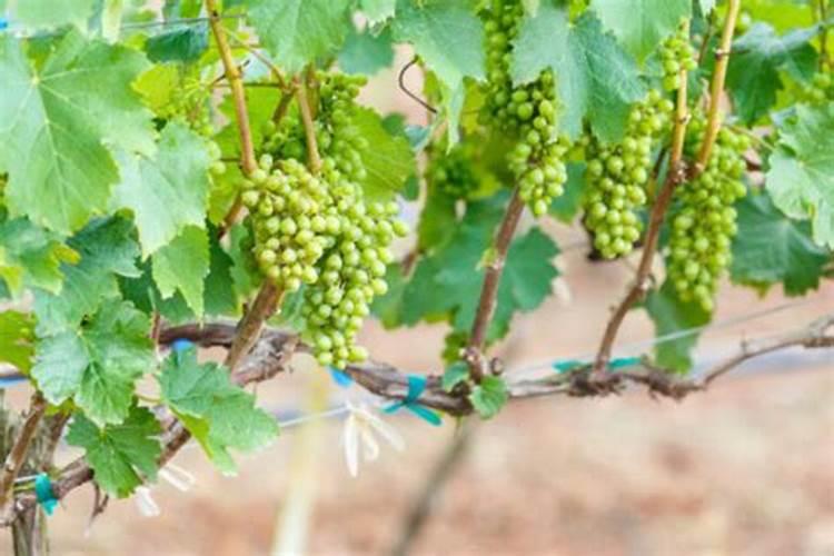 叶面肥在葡萄树上的重要作用!