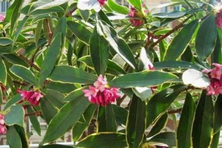 瑞香花如何施肥