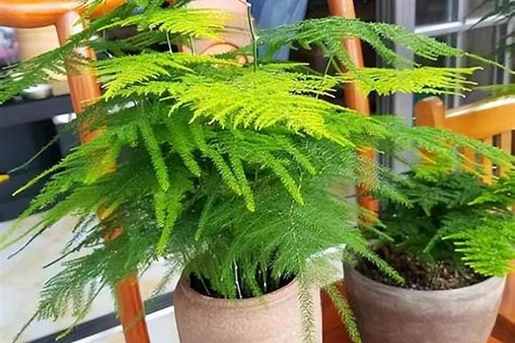 花椒树在什么时候打什么药？,花椒树用药全年用药