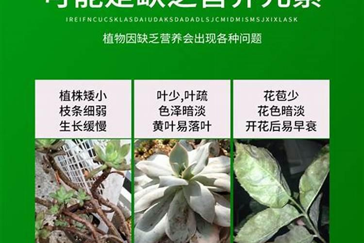 叶绿素能替代尿素吗