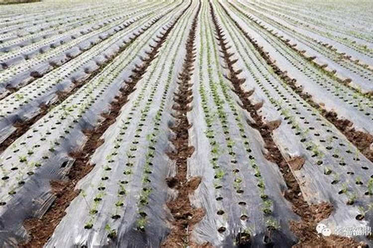 芹菜的无公害施肥技术规范