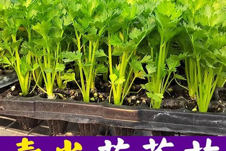 大棚芹菜如何施肥？