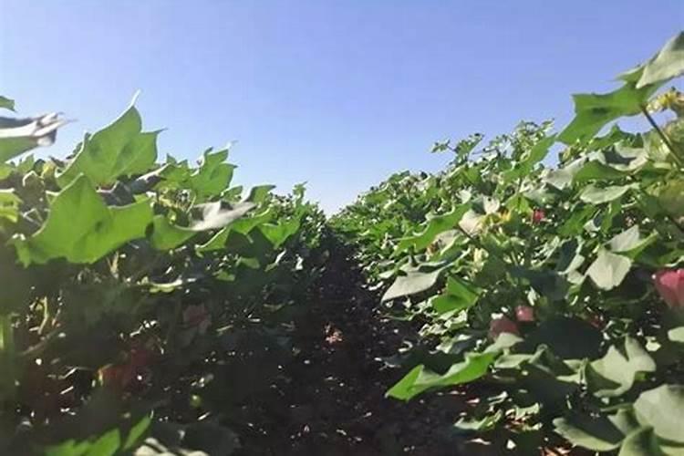 白兰花的浇水方法