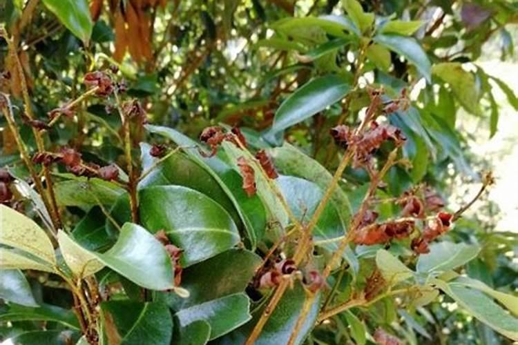 枸橼酸钾能在餐后服用吗