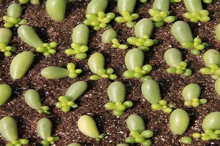 2025农业补贴新规