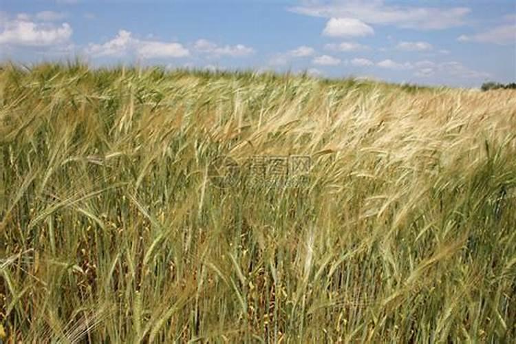 什么成分对小麦白粉病效果最好