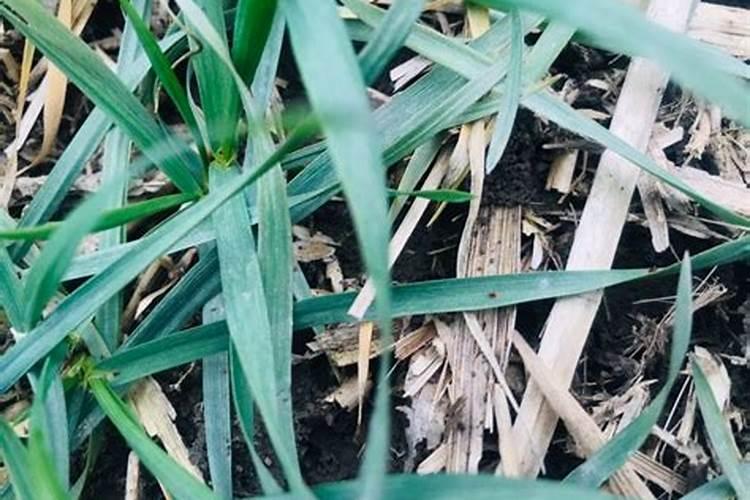 治小麦纹枯病最好的杀菌剂