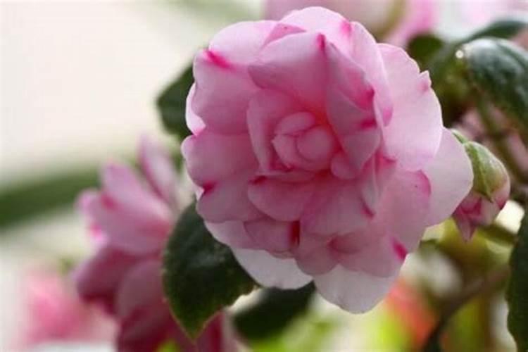 梅花施什么肥最好